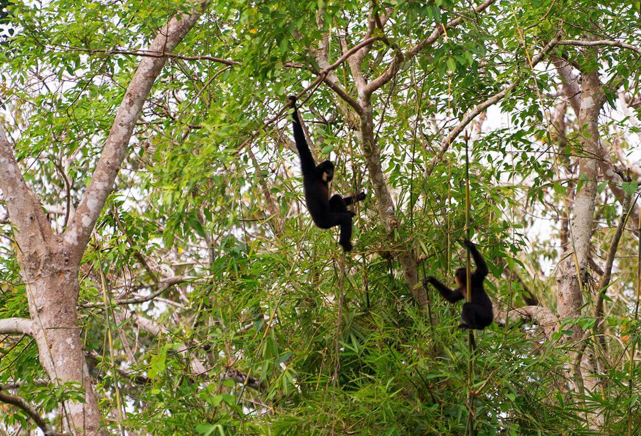 2 days Cat Tien National Park WILD GIBBON TOUR